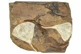 Two Paleocene Fossil Ginkgo Leaves - North Dakota #290839-1